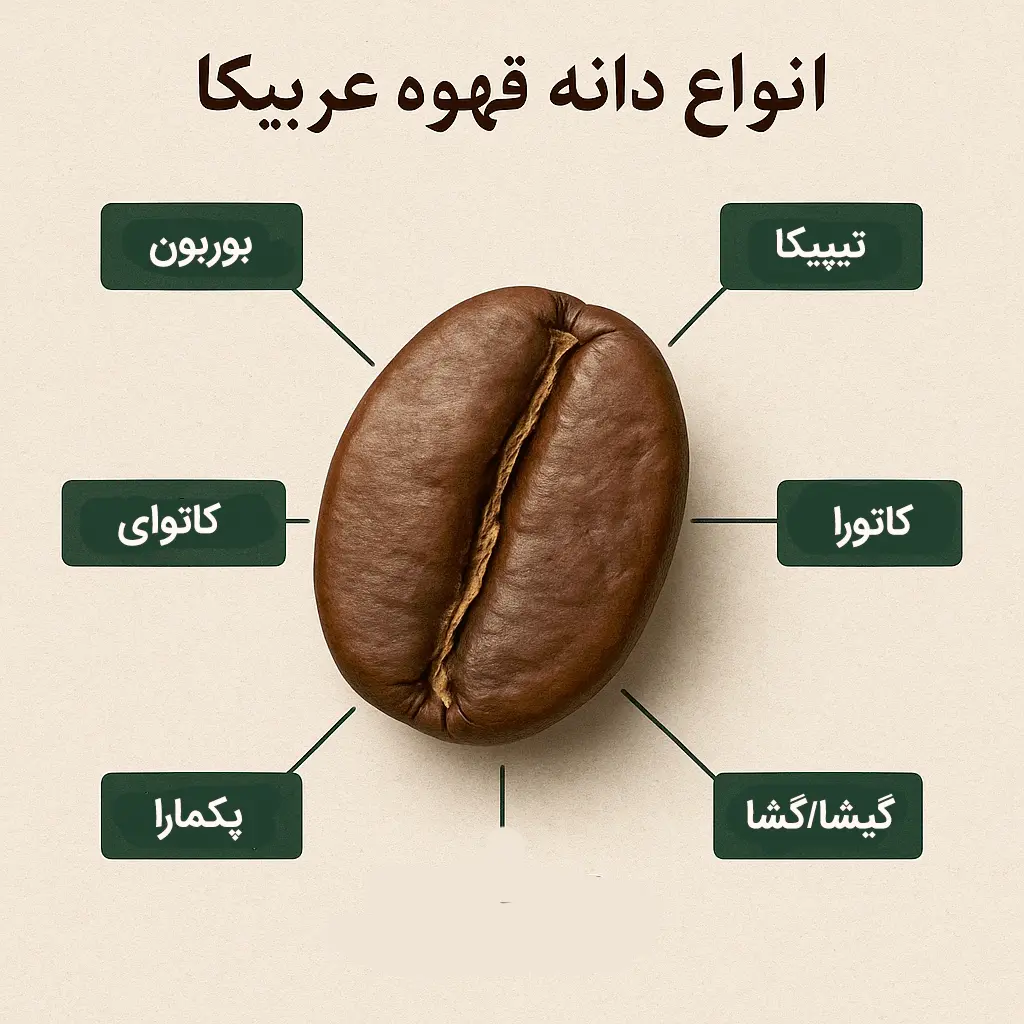 انواع دانه قهوه عربیکا